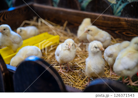 Fluffy, yellow chicks huddling together in a cozy wooden pen filled with soft straw create a heartwarming scene, capturing the charm and innocence of rural farm life Fluffy, yellow chicks huddling together in a cozy wooden pen filled with soft straw create a heartwarming scene, capturing the charm and innocence of rural farm life 126371543