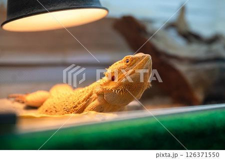 Pogona vitticeps, or bearded dragon, is basking under a heat lamp in a terrarium, enjoying the warmth and light provided by the specialized equipment Pogona vitticeps, or bearded dragon, is basking under a heat lamp in a terrarium, enjoying the warmth and light provided by the specialized equipment 126371550