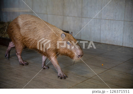 Large, semiaquatic capybara walking across a tiled floor in its enclosure, moving closer to a piece of food, showcasing its brown fur and distinctive features 126371551