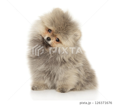 Fluffy Pomeranian Puppy Sitting with Bright Charm Fluffy Pomeranian Puppy Sitting with Bright Charm 126371676