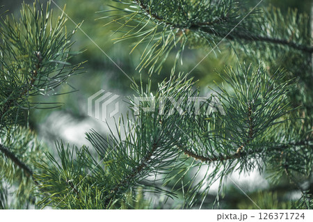 Lush green pine needles thrive on a branch, showcasing the intricate details and vibrant colors of nature's beauty, creating a serene and captivating scene 126371724