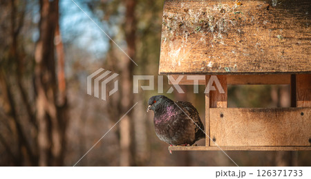 Pigeon perches on a wooden birdhouse, enjoying a meal on a cold winter day, with birch trees and a snowy ground in the background, offering a charming scene of wildlife in urban nature Pigeon perches on a wooden birdhouse, enjoying a meal on a cold winter day, with birch trees and a snowy ground in the background, offering a charming scene of wildlife in urban nature 126371733