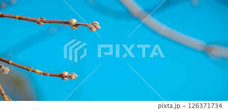 Close-up view of a tree branch adorned with swelling buds, set against a vibrant blue sky, capturing the essence of spring and the renewal of life in nature Close-up view of a tree branch adorned with swelling buds, set against a vibrant blue sky, capturing the essence of spring and the renewal of life in nature 126371734