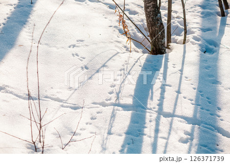 Small animal tracks create a delicate pattern across the untouched snow, hinting at the hidden life within a serene winter forest, where bare branches and tree shadows add to the tranquil scene 126371739