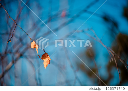 Two dry orange leaves hanging delicately on a birch branch against a softly blurred blue sky, creating a tranquil winter scene that captures the essence of seasonal change Two dry orange leaves hanging delicately on a birch branch against a softly blurred blue sky, creating a tranquil winter scene that captures the essence of seasonal change 126371740