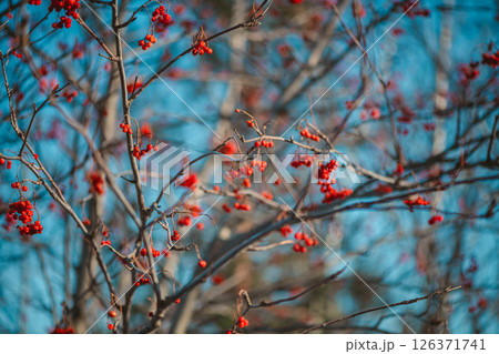 Clusters of bright red rowan berries hanging from the bare branches of a tree, illuminated by the soft glow of the winter sun, create a captivating picture of nature's resilience. Clusters of bright red rowan berries hanging from the bare branches of a tree, illuminated by the soft glow of the winter sun, create a captivating picture of nature's resilience. 126371741