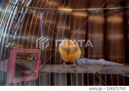 Orange canary perched on a wooden stick within a cage, surrounded by a colorful abacus toy, highlighting the joys and responsibilities of pet bird ownership and care Orange canary perched on a wooden stick within a cage, surrounded by a colorful abacus toy, highlighting the joys and responsibilities of pet bird ownership and care 126371742