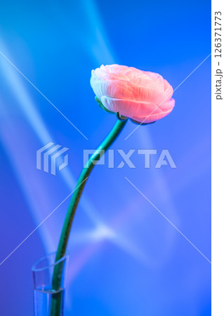 Single ranunculus stem with a delicate, blooming flower displayed in a glass vase against a vibrant, colorful backdrop, creating a visually appealing floral arrangement Single ranunculus stem with a delicate, blooming flower displayed in a glass vase against a vibrant, colorful backdrop, creating a visually appealing floral arrangement 126371773