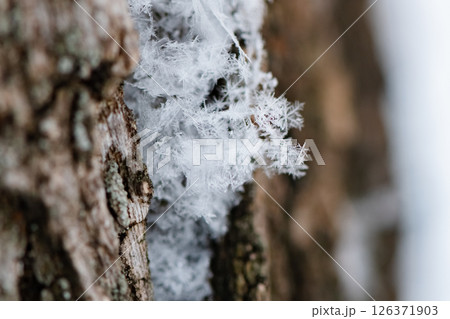 Snowflakes delicately resting on rough tree bark create a captivating texture contrast on a winter day, with shallow depth of field highlighting their intricate details Snowflakes delicately resting on rough tree bark create a captivating texture contrast on a winter day, with shallow depth of field highlighting their intricate details 126371903