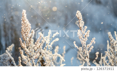 Sunlight shines through falling snow and illuminates frozen plants covered in ice crystals on a cold winter day, creating a magical and serene scene 126371911