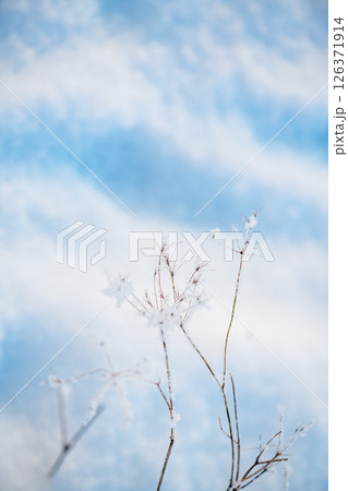Close up of delicate snowflakes clinging to frozen branches, sparkling in sunlight against a blurred blue background, creating a serene winter wonderland scene on a crisp winter day Close up of delicate snowflakes clinging to frozen branches, sparkling in sunlight against a blurred blue background, creating a serene winter wonderland scene on a crisp winter day 126371914