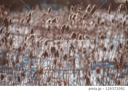 dry ears of reed in the snow near the lake in winter. natural background, winter nature, color mocha mousse 126372092
