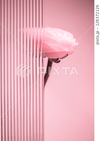 Studio shot of a pink ranunculus flower placed behind fluted glass creating a beautiful visual effect with light and shadow on a monochromatic pink background Studio shot of a pink ranunculus flower placed behind fluted glass creating a beautiful visual effect with light and shadow on a monochromatic pink background 126372126