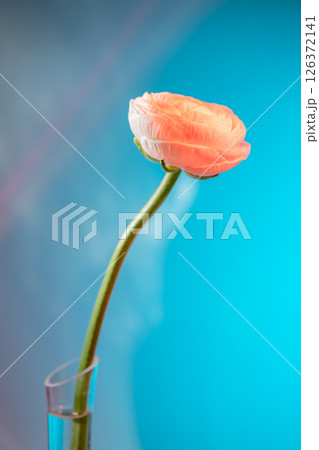 Single ranunculus stem with a delicate, blooming flower displayed in a glass vase against a vibrant, colorful backdrop, creating a visually appealing floral arrangement 126372141