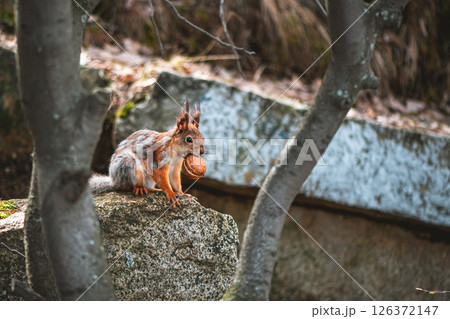 squirrel in the spring in a gray-red fur coat, molting, changing color in the spring squirrel in the spring in a gray-red fur coat, molting, changing color in the spring 126372147