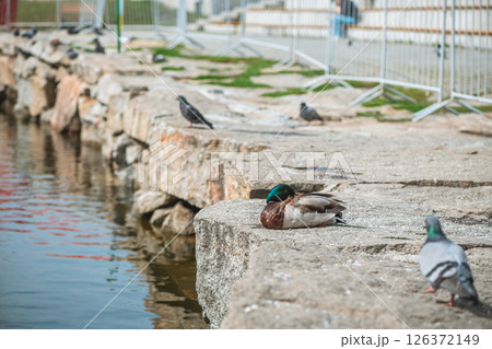 drake with green head, duck sitting on stones next to a pond in spring 126372149