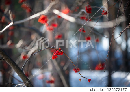 Clusters of bright red rowan berries hanging from the bare branches of a tree, illuminated by the soft glow of the winter sun, create a captivating picture of nature's resilience. 126372177