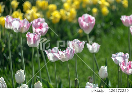 lots of beautiful white pink tulips, spring natural background 126372229