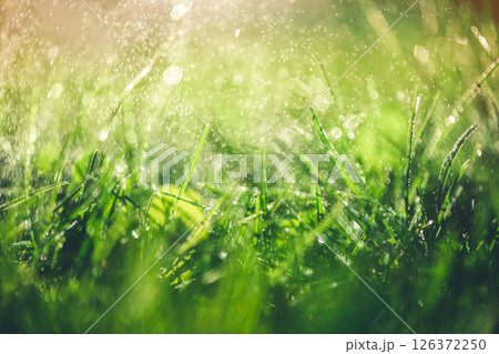 Grass with rain drops. Watering lawn. Rain. Blurred Grass Background 126372250
