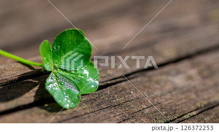 Four-leaf clover on a natural wooden background, a symbol of good luck 126372253