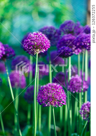 Beautiful natural background, pink, purple ornamental garlic in the garden 126372255