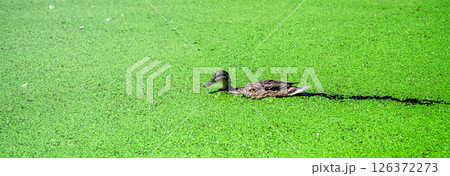Ducks swim on a lake completely covered with duckweed, ecology, food for birds, protection from mosquitoes 126372273