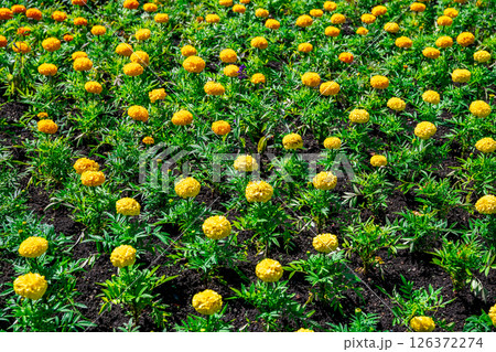 lots of yellow and orange marigolds, beautiful annual flowers 126372274