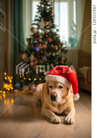 cute funny Labrador dog in a Santa Claus hat, gnome on the background of a Christmas tree. christmas lights, christmas greeting card 126372487