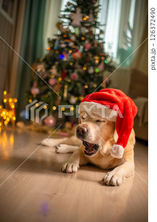 cute funny Labrador dog in a Santa Claus hat, gnome on the background of a Christmas tree. christmas lights, christmas greeting card cute funny Labrador dog in a Santa Claus hat, gnome on the background of a Christmas tree. christmas lights, christmas greeting card 126372490