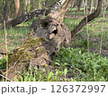Mossy Fallen Tree Trunk with Rusted Metal Band in Forest 126372997