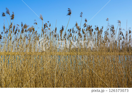 Golden Dry Reeds Swaying in the Breeze by the Lakeside Under a Clear Blue Sky, Nature Texture Golden Dry Reeds Swaying in the Breeze by the Lakeside Under a Clear Blue Sky, Nature Texture 126373073