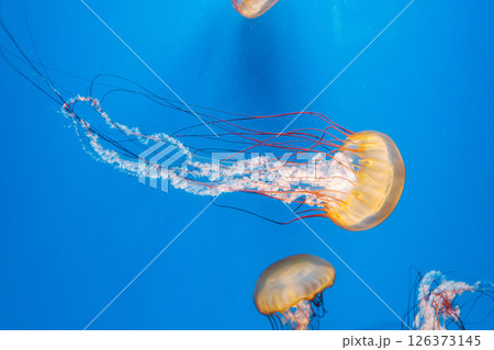 underwater photography jellyfish Chrysaora fuscescens, Pacific sea nettle, West Coast sea nettle underwater photography jellyfish Chrysaora fuscescens, Pacific sea nettle, West Coast sea nettle 126373145