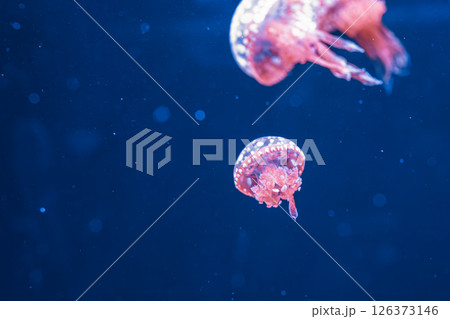 underwater photography jellyfish mastigias papua, spotted jelly, lagoon jelly, golden medusa underwater photography jellyfish mastigias papua, spotted jelly, lagoon jelly, golden medusa 126373146
