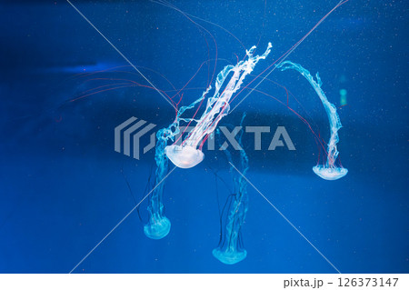 underwater photography jellyfish Purple striped jelly. Chrysaora colorata underwater photography jellyfish Purple striped jelly. Chrysaora colorata 126373147