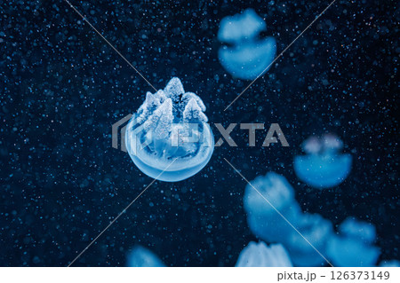underwater photography jellyfish Blue Blubber Jelly, Catostylus mosaicus 126373149
