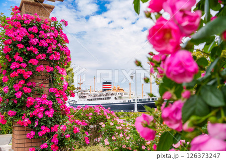 山下公園の美しいバラ園とランドマーク船「氷川丸」。 山下公園の美しいバラ園とランドマーク船「氷川丸」。 126373247