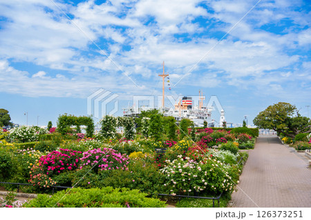 山下公園の美しいバラ園とランドマーク船「氷川丸」。 山下公園の美しいバラ園とランドマーク船「氷川丸」。 126373251