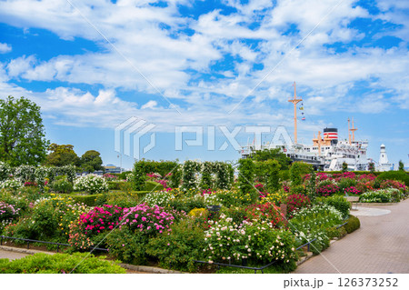 山下公園の美しいバラ園とランドマーク船「氷川丸」。 126373252