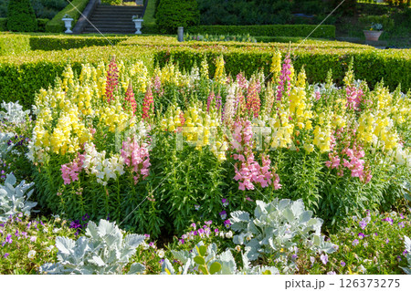 整形式庭園のキンギョソウ（横浜山手イタリア山庭園） 126373275