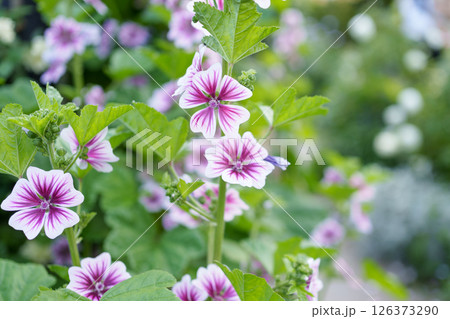 鮮やかな紫色のラインが美しいゼニアオイの花 126373290