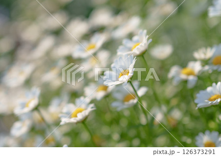 夕方の陽光を浴びる可愛らしいデイジーの花 126373291