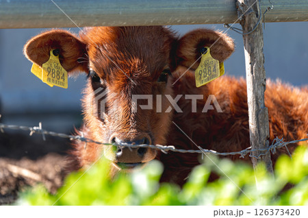 Young brown calf standing behind a fence in a green field, looking ahead. Akrotiri marsh, Cyprus 126373420