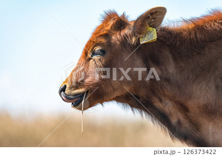 Close-up of a brown calf chewing grass with its tongue out. Akrotiri marsh, Cyprus 126373422
