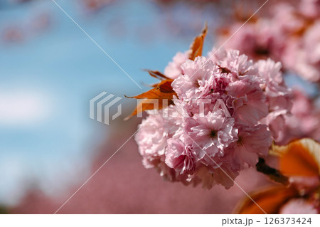 Closeup of pink cherry blossoms illuminated by warm sunlight with a soft blurred background. Great Closeup of pink cherry blossoms illuminated by warm sunlight with a soft blurred background. Great 126373424