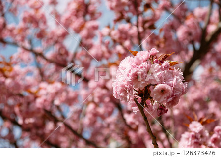 Close-up of a cherry blossom cluster with a blurred pink background full of flowers. Perfect for 126373426