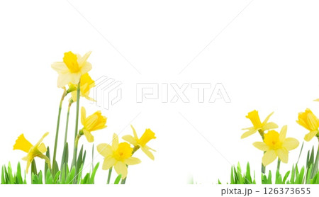 narcissus flowers in vase 126373655