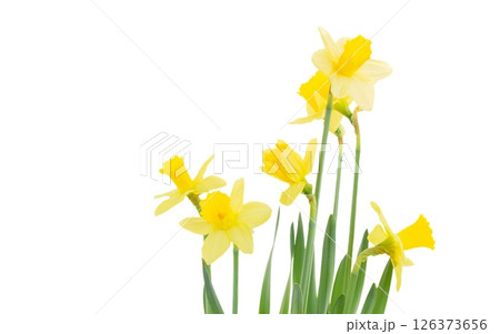 narcissus flowers in vase 126373656