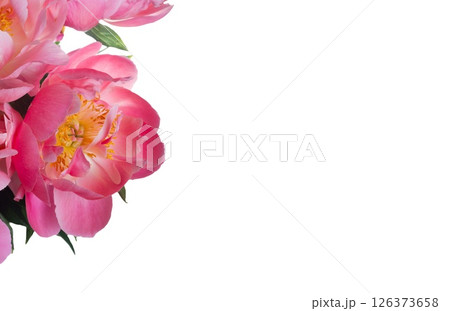 pink peonies 126373658