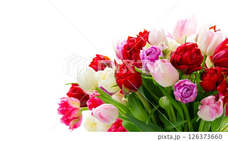 pink and violet tulip flowers in metal pot 126373660