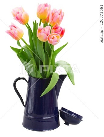 pink and violet tulip flowers in metal pot 126373661
